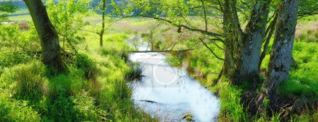 Photo for Plant, forest and river with trees for environment, ecosystem and ecology outdoors. Natural background, landscape and water and trees for scenic view, travel destination and terrain in countryside. - Royalty Free Image