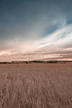 Foto de Cielo, hierba y campo para el trigo en el campo, el medio ambiente y la tierra para la agricultura con ecología. Nubes, calma y plantas para negocios sostenibles para la agricultura, rural y la cosecha en la naturaleza de Canadá. - Imagen libre de derechos