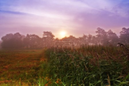 Photo for Wheat field, grain and farm with sunrise or harvest production or small business for plant, growth or agriculture. Countryside, forest and mist in rural Thailand or summer nature, outdoor or travel. - Royalty Free Image