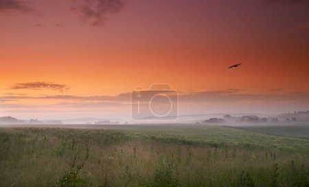 Photo for Sunset, grass and bird in fog, countryside and field in panorama for landscape, banner or wallpaper. Mist, colorful and orange sky for silhouette of crow for screen saver of peaceful grassland. - Royalty Free Image
