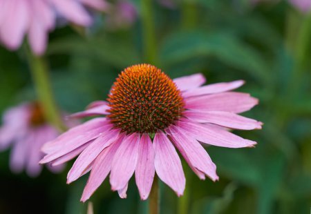 Photo for Coneflower, garden and plant for spring closeup, medicinal flower for fresh vegetation. Pollen and ecology or biodiversity or environmental sustainability, Echinacea purpurea for growth for earth day. - Royalty Free Image