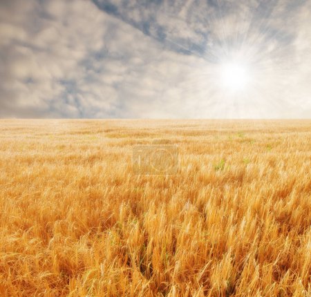 Verano, naturaleza y campo de trigo en tierra de campo, medio ambiente y agricultura. Ecología, tranquila y sostenible con plantas en el prado para la agricultura, al aire libre y la cosecha en la hierba de Canadá rural.