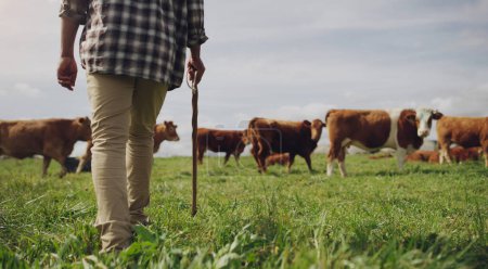 Téléchargez les photos : Vaches, agriculteurs ou hommes marchant dans l'agriculture agricole pour le bétail, la durabilité ou l'agro-industrie dans les campagnes. Bâton, production laitière ou dos de la personne élevant un troupeau de bovins ou d'animaux sur un champ d'herbe. - en image libre de droit