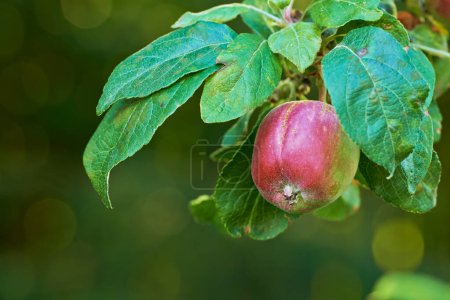 Photo for Branch, tree and natural apple from countryside, outdoor and fruit for nutrition, eating and harvest. Summer, fall and green in rural environment for farming or garden, orchard and fiber for food. - Royalty Free Image