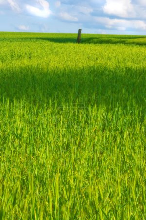 Foto de Hierba verde, campo y cielo azul con nubes en el prado para la agricultura en el campo para el medio ambiente. Horizonte, naturaleza y paisaje nublado en primavera en Suiza con vistas a la temporada con eco. - Imagen libre de derechos
