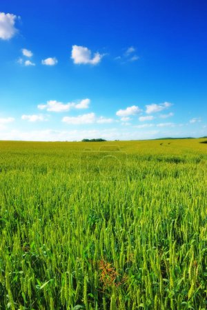 Foto de Hierba verde, campo y cielo azul con nubes en el prado para la agricultura en el campo para el crecimiento del medio ambiente. Cloudscape, horizonte y hermoso en primavera en Texas con vista a la temporada con eco. - Imagen libre de derechos