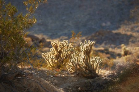 Nature, désert et plante avec succulents, montagne et Ganders cholla Cactus en Californie, États-Unis. Printemps, calme et environnement sec pour Cylindropuntia ganderi avec herbe, soleil dans une vallée.
