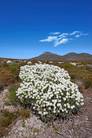 Téléchargez les photos : Fynbos, fleurs sauvages et ciel avec montagne et plante sur terre pour croître sur le paysage avec de l'herbe et de la brousse. Environnement, nature et terre en été pour l'éco, la durabilité et la botanique en Afrique du Sud. - en image libre de droit