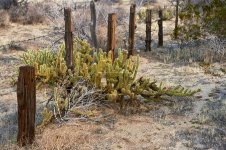Foto de Desierto, cactus y planta de arbustos en tierra al aire libre en el medio ambiente de California y Estados Unidos. Naturaleza, suculenta y crecimiento de arbustos autóctonos en valla agrícola en verano con biodiversidad en campo seco y suelo. - Imagen libre de derechos