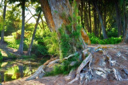 Photo for Nature, big trees and scenic view of river and small waterfalls in rainforest or jungle in Hawaii, USA. Earth day, growth and natural forest with green plants, environment and stream in panorama. - Royalty Free Image
