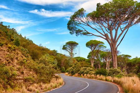 Téléchargez les photos : Les arbres, la montagne et la route voyagent dans la nature pour le trajet avec le transport, les vacances ou l'été. Rue, colline et feuillage en Australie pour la conduite en forêt ou à la campagne, vacances ou ciel bleu. - en image libre de droit