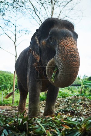 Téléchargez les photos : Éléphant, nature et consommation extérieure de mammifères, Sri Lanka animaux et plantes ou feuillage dans le tronc dans la réserve. Pigmentation de la peau, habitat et espèces menacées, créature sans défenses ou femelle pour l'écotourisme. - en image libre de droit