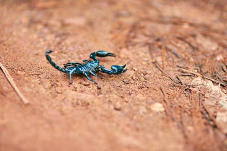 Scorpion, land and desert with sand in nature of wildlife or species with big pincers and small tail in savanah. Tiny outdoor creature, deadly or venomous black bug on trail, path or mountain ground.