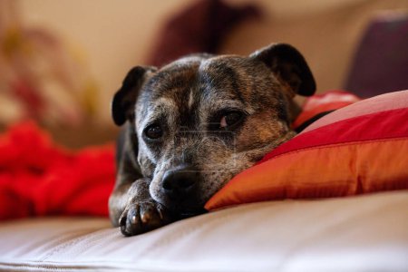 Téléchargez les photos : Dog, rest and couch in family home for elderly pet, sleep and relax on sofa with pillow in apartment. Old age, furry friend and lying down on furniture for peace, calm and domestic animal in house. - en image libre de droit