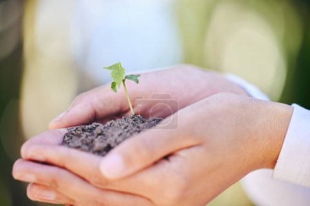 Person, Hand und Pflanze im Boden für den Tag der Erde Nahaufnahme mit Wachstum und Samen sprießen in der Natur für nachhaltiges Gärtnern. Frühling, Blätter und Ökologie für umweltfreundliche Landwirtschaft und Umweltbewusstsein.