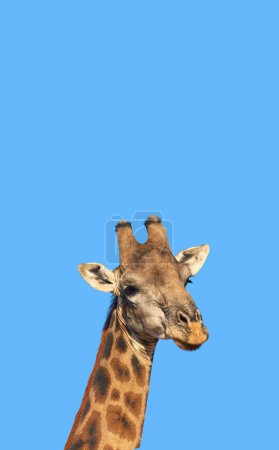 Téléchargez les photos : Girafe, faune et ciel bleu en Afrique pour la nature, la terre ou le paysage avec des plantes, des champs et de l'environnement. Animaux indigènes, plein air et veau dans un endroit tropical estival pour le parc national du Serengeti. - en image libre de droit