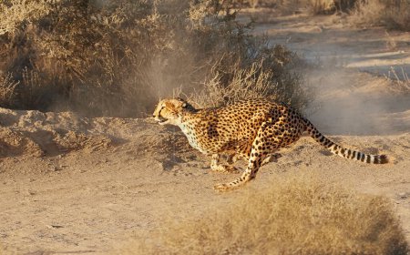 Foto de Rápido, guepardo y corriendo por la naturaleza o arbusto en la vida silvestre, reserva natural y de caza para el turismo. Animales indígenas en acción para la caza y el comportamiento depredador en el medio ambiente o safari, Sudáfrica. - Imagen libre de derechos