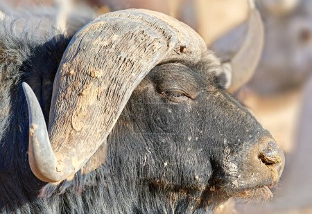 Buffalo face, nature and safari in Africa for conservation with animal in environment or habitat. Bison, game reserve or horns and wildlife with indigenous fauna outdoor for natural sustainability.