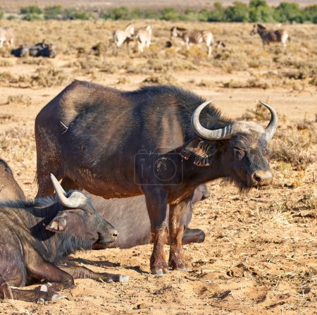 Photo for Buffalo, wildlife and safari with animals in natural habitat, savannah or sunshine in nature. Outdoor ox, bull or group of mammals or big five on field or grass with horns on open land in wilderness. - Royalty Free Image