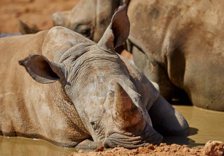 Téléchargez les photos : Rhino, se détendre et l'eau dans l'habitat naturel dans le parc national africain, la faune et le trou d'eau dans la nature pour l'hydratation. Rhinocéros blanc, animal herbivore et visé par les braconniers pour les cornes indigènes - en image libre de droit