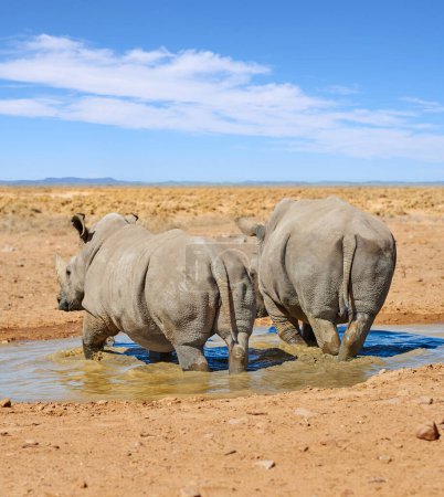 Téléchargez les photos : Rhinocéros, marche et l'eau en safari naturel dans le parc national africain, la faune et le trou d'eau dans la nature pour l'hydratation. Rhinocéros blanc, herbivores et espèces menacées d'extinction avec perte d'habitat - en image libre de droit