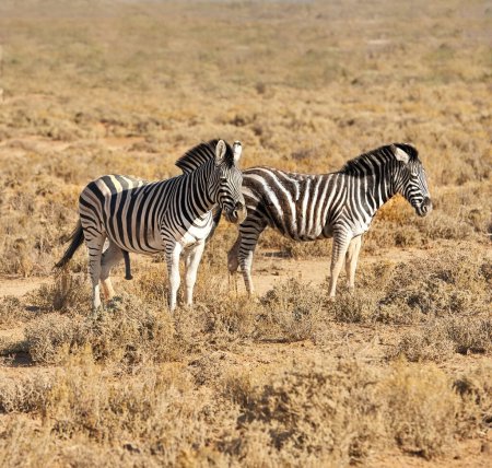 Zebra, wildlife and safari with animals in natural habitat or savannah with black and white stripes in nature. Outdoor group of stallions or mares together on field, grass or open land in wilderness.