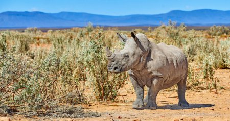 Téléchargez les photos : Rhino, marche et environnement dans l'habitat naturel dans le parc national africain, la faune et le safari dans la nature en plein air. Rhinocéros blanc, animal herbivore et visé par les braconniers pour les cornes indigènes - en image libre de droit