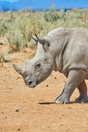Téléchargez les photos : Rhino, marche et environnement dans l'habitat naturel dans le parc national africain, la faune et le safari dans la nature en plein air. Rhinocéros blanc, animal herbivore et visé par les braconniers pour les cornes indigènes - en image libre de droit