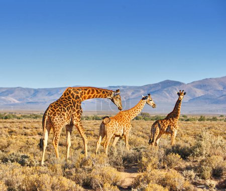 Téléchargez les photos : Girafes, faune et ciel bleu en Afrique pour la nature, le paysage ou la brousse avec des plantes, le champ et l'environnement. Animaux indigènes, de plein air et d'herbe avec montagne tropicale pour le parc national du Serengeti. - en image libre de droit