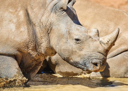 Téléchargez les photos : Rhino, l'eau et les animaux avec corne pour des vacances safari, l'habitat de plein air et les voyages de vacances avec aventure. Rhinocéros blanc, parc à gibier et indigènes pour la chasse aux trophées et le braconnage en Afrique du Sud. - en image libre de droit