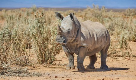 Rhino, marche et safari dans l'habitat naturel dans le parc national africain, la faune et l'environnement dans la nature extérieure. Rhinocéros blanc, animal herbivore et visé par les braconniers pour les cornes indigènes