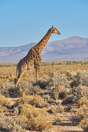 Téléchargez les photos : Girafe, prairies et ciel bleu en Afrique pour la durabilité, le paysage ou la nature avec des plantes, un champ ou un environnement. Animaux indigènes, safari et herbe en été tropical par parc de réserve en plein air. - en image libre de droit