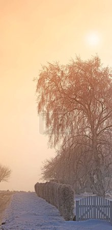 Foto de Nieve, árbol y puesta de sol con paisaje, invierno y paisaje para Dinamarca fondo de la naturaleza. Medio ambiente, sol y frío rural para las vacaciones de Navidad, heladas tranquilas y roble helado tranquilo con serenidad. - Imagen libre de derechos