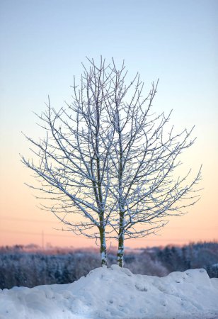 Árbol, invierno y amanecer en Noruega con hielo, frío y heladas paisaje y medio ambiente. Nieve, bosque y mañana en el campo para la estética, calma o serenidad en la naturaleza para el crecimiento, la renovación o el paisaje.