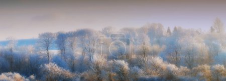 Photo for Snow, pines and panorama with scenic, winter or wallpaper for Denmark nature background. Environment, blue sky and rural chill for forest holiday, tranquil frost and peaceful ice oak for serenity. - Royalty Free Image