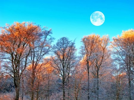 Foto de Bosque, árboles y paisaje en el día con luna llena, medio ambiente e invierno con la naturaleza en el campo. Bosques, cielo azul y crecimiento con hielo, hojas y nieve con ecología para la sostenibilidad. - Imagen libre de derechos