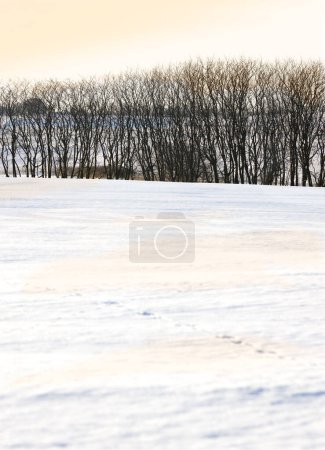 Photo for Snow, countryside and trees in winter with sunset, background and scenery in nature. Winter, cold and travel for holiday, trip and vacation in mountain of Switzerland for adventure in national park. - Royalty Free Image