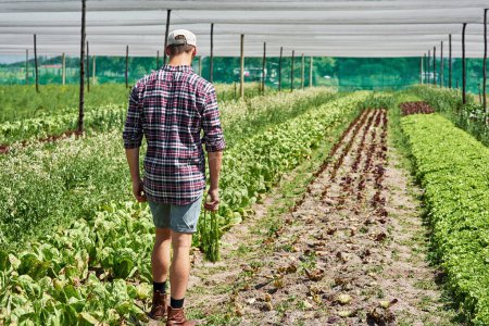 Farmer, agriculture and greenhouse field or inspection walking for gardening growth, sustainability or crop. Man, back and small business with vegetable plants for food production, harvest or organic.