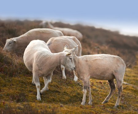Moutons, animaux et ferme à la campagne sans personne, durabilité et agneau pour la production de laine. Animaux, herbe et agriculture en plein air avec bétail, champ d'herbe et prairie en Écosse le matin.