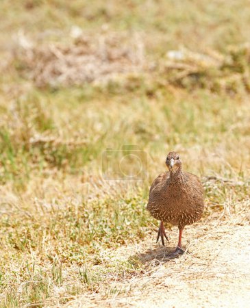 Spurfowl, bird and nature on field, grass and walk at sustainable game park for conservation on savannah. Animal, francolin and outdoor on ground, safari or bush with summer sunshine in South Africa.