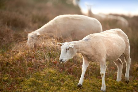 Téléchargez les photos : Moutons, alimentation animale et ferme à la campagne sans personne, durabilité et agneau pour la production de laine. Animaux, herbe et agriculture avec bétail, champ d'herbe et prairie en Écosse le matin. - en image libre de droit