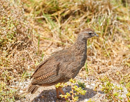 Spurfowl, bird and nature on grass, bush and walk at sustainable game park for conservation with ecology. Animal, francolin and outdoor on ground, safari or field with summer sunshine in South Africa.
