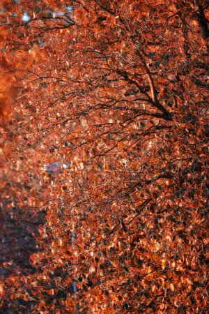 Rot, Herbst und Blätter am Baum im Garten im Freien für Saisonwechsel, ruhige Natur und malerische Aussicht mit frischer Luft. Orangefarbenes Laub, Wald und Umwelt in der Landschaft der Schweiz, Park und Blatt.