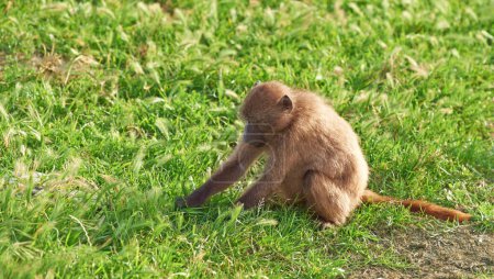 Baboon, nature and sitting on field, grass and outdoor with search for food for diet, growth and meal for health. Animal, monkey and primate in bush, hungry and indigenous wildlife in South Africa.