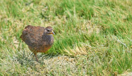 Spurfowl, bird and nature on grass, outdoor and walk at sustainable game park for conservation with ecology. Animal, francolin and bush on ground, safari or field with summer sunshine in South Africa.