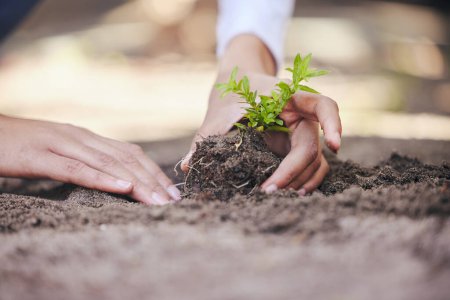 Person, hand and plant in soil for earth day closeup with growth and progress for sustainable gardening. Spring, leaf and ecology for eco friendly innovation, agriculture and environment awareness.