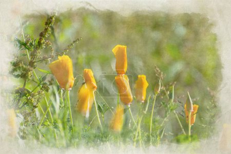 Photo for Digital watercolor painting of brightly colored sunlit orange poppies against a natural green background. - Royalty Free Image