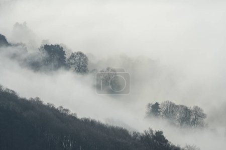 Foto de Trees, and mist. Bamford Edge landscape vignette during a winter sunrise temperature inversion in the Peak District National Park, England, UK. - Imagen libre de derechos