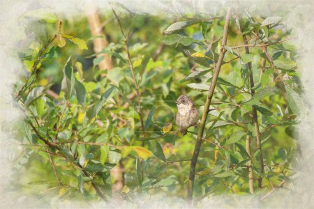 Photo for A digital watercolour painting of a single passerine common whitethroat warbler, Sylvia communis on a perch in the UK. - Royalty Free Image