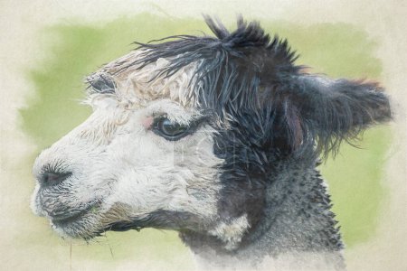 Foto de Pintura digital en acuarela de un retrato de primer plano de una Alpaca, Lama pacos una especie de camélido sudamericano. - Imagen libre de derechos